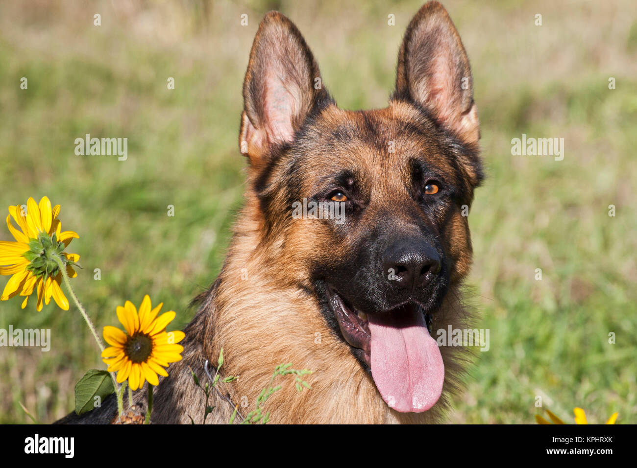 Ritratto di pastore tedesco seduto con i girasoli. Foto Stock