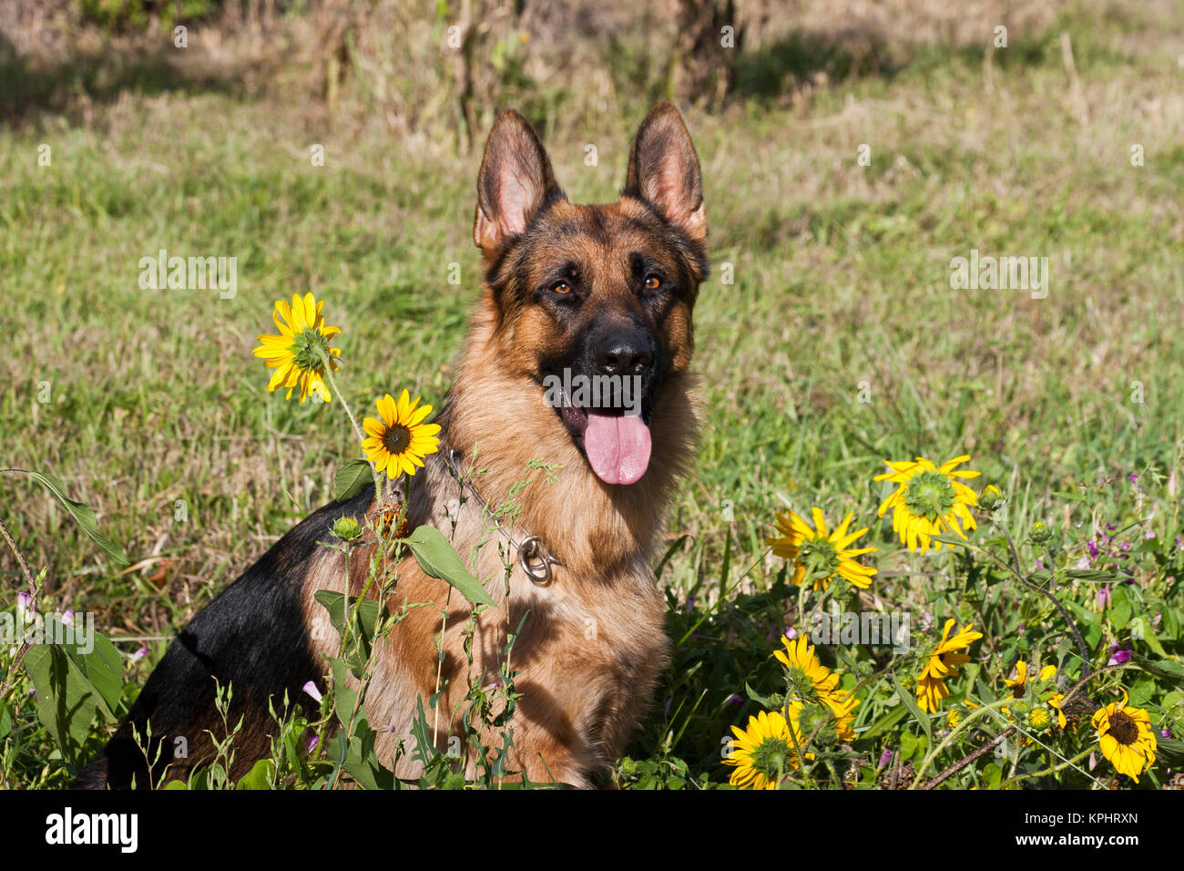 Pastore Tedesco seduto dietro i girasoli in un campo. Foto Stock