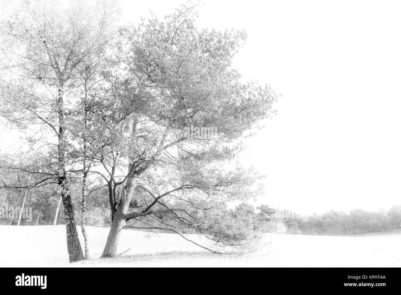 Tasto alto paesaggio, paesaggio, gli alberi in una foresta. Foto Stock