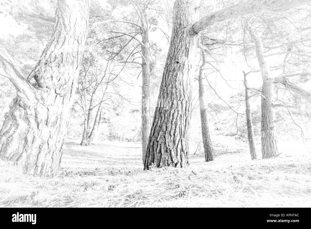 Tasto alto paesaggio, paesaggio, gli alberi in una foresta. Foto Stock