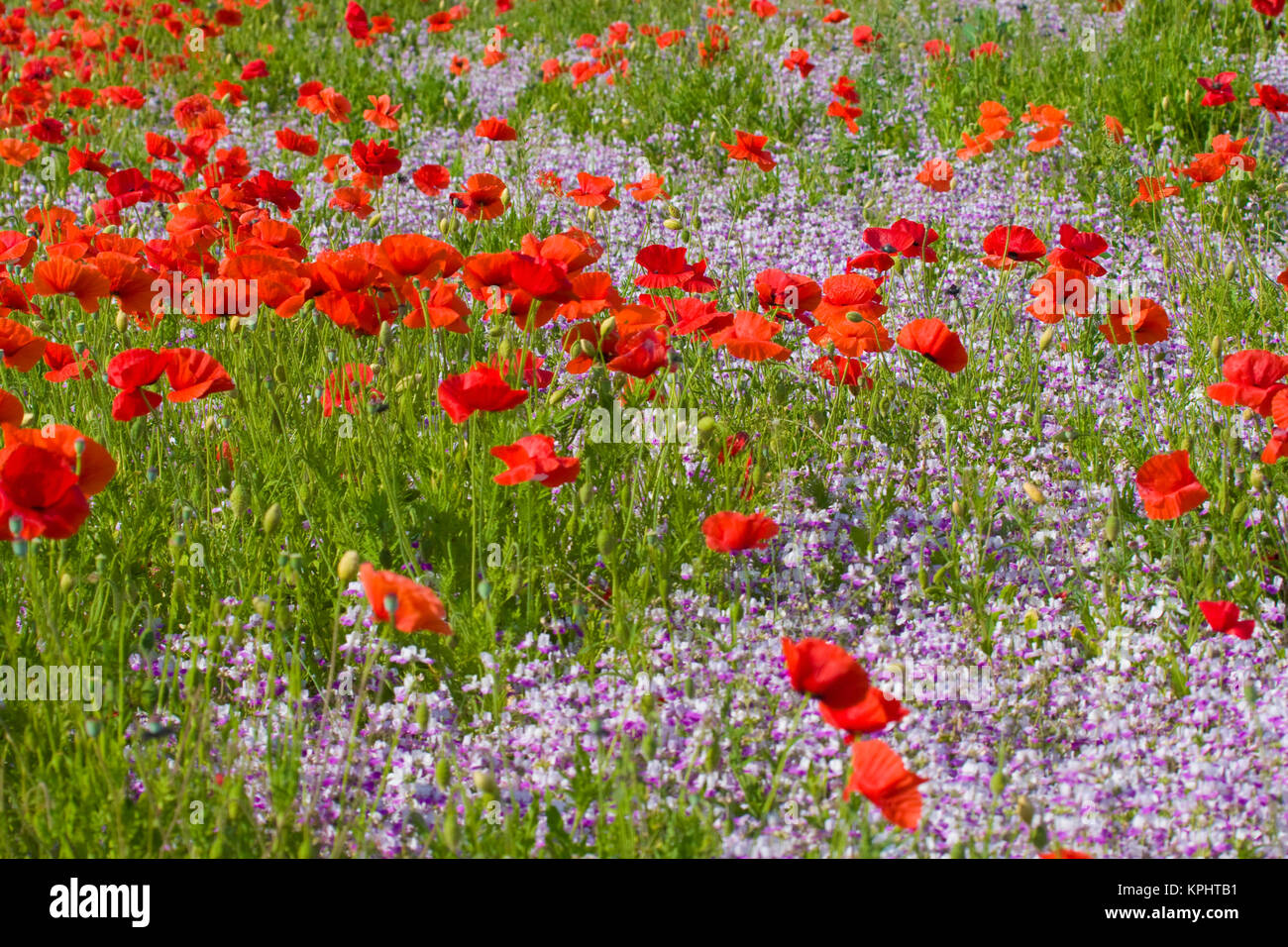 Papaveri e fiori selvatici, Willamette Valley, Oregon, Stati Uniti d'America Foto Stock