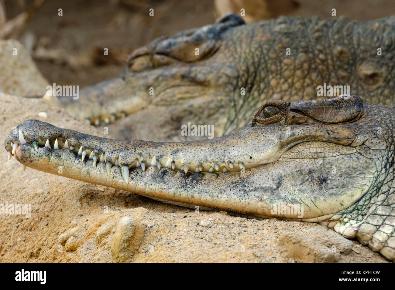 Crocodile si trova tranquillamente sulla riva con un impressionante fila di denti nella sua bocca Foto Stock