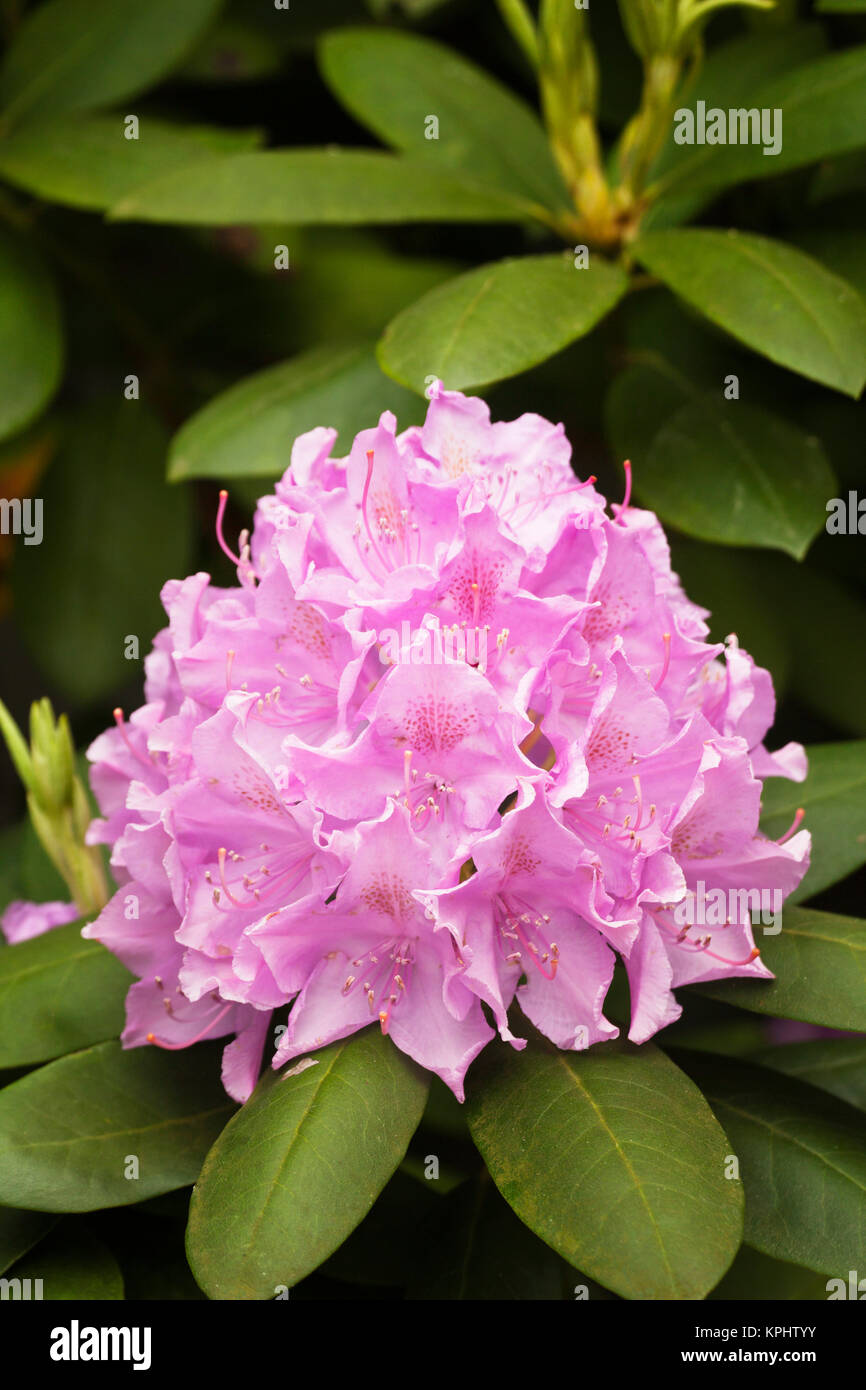 Rosebay rododendri in fiore, Great Smoky Mountains National Park, Tennessee Foto Stock