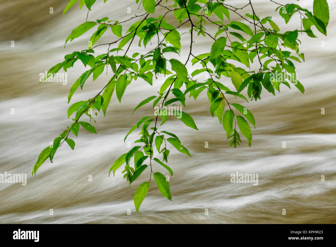 Acero sovrastanti i rami degli alberi in primavera, polo centrale, Great Smoky Mountains National Park, Tennessee Foto Stock