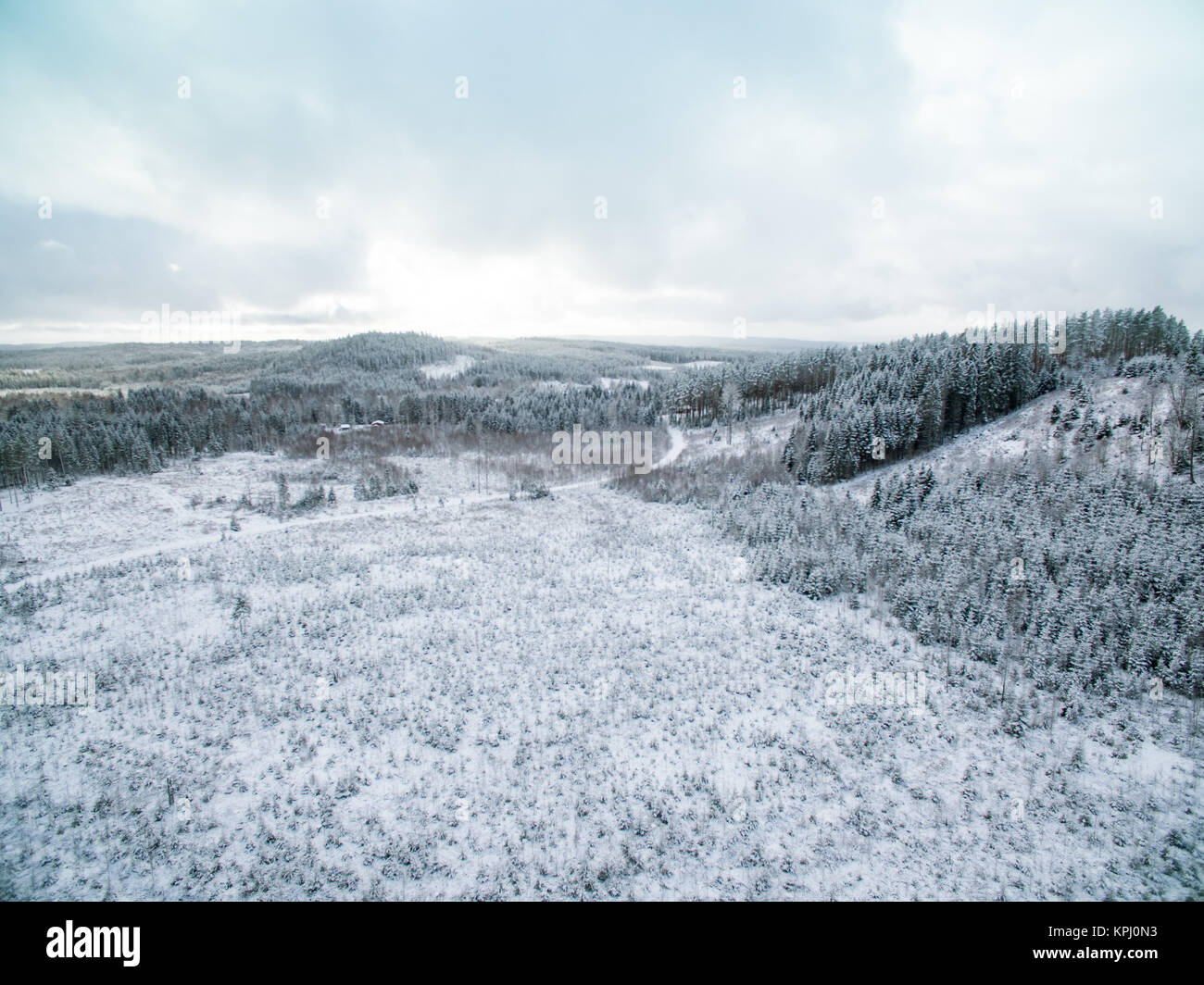 Alberi sempreverdi sulle colline Foto Stock
