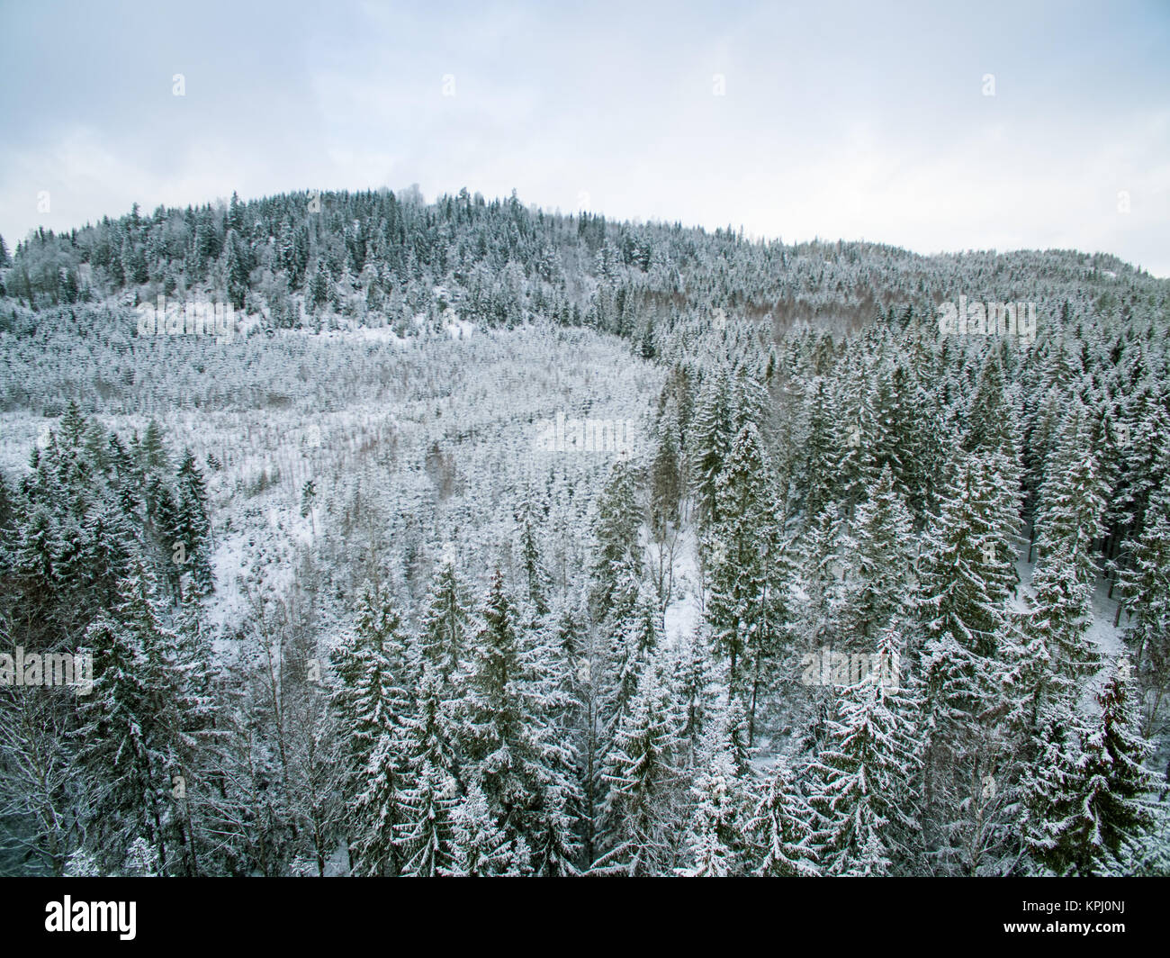 Foresta sempreverde in inverno Foto Stock