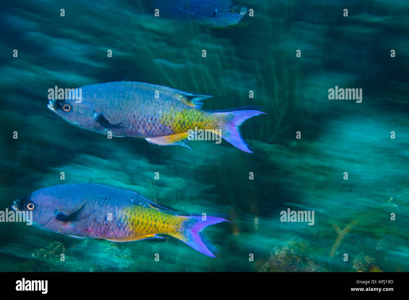 Il creolo Wrasse (Clepticus parda), Utila, lato Nord, isole di Bay, Honduras, America Centrale Foto Stock