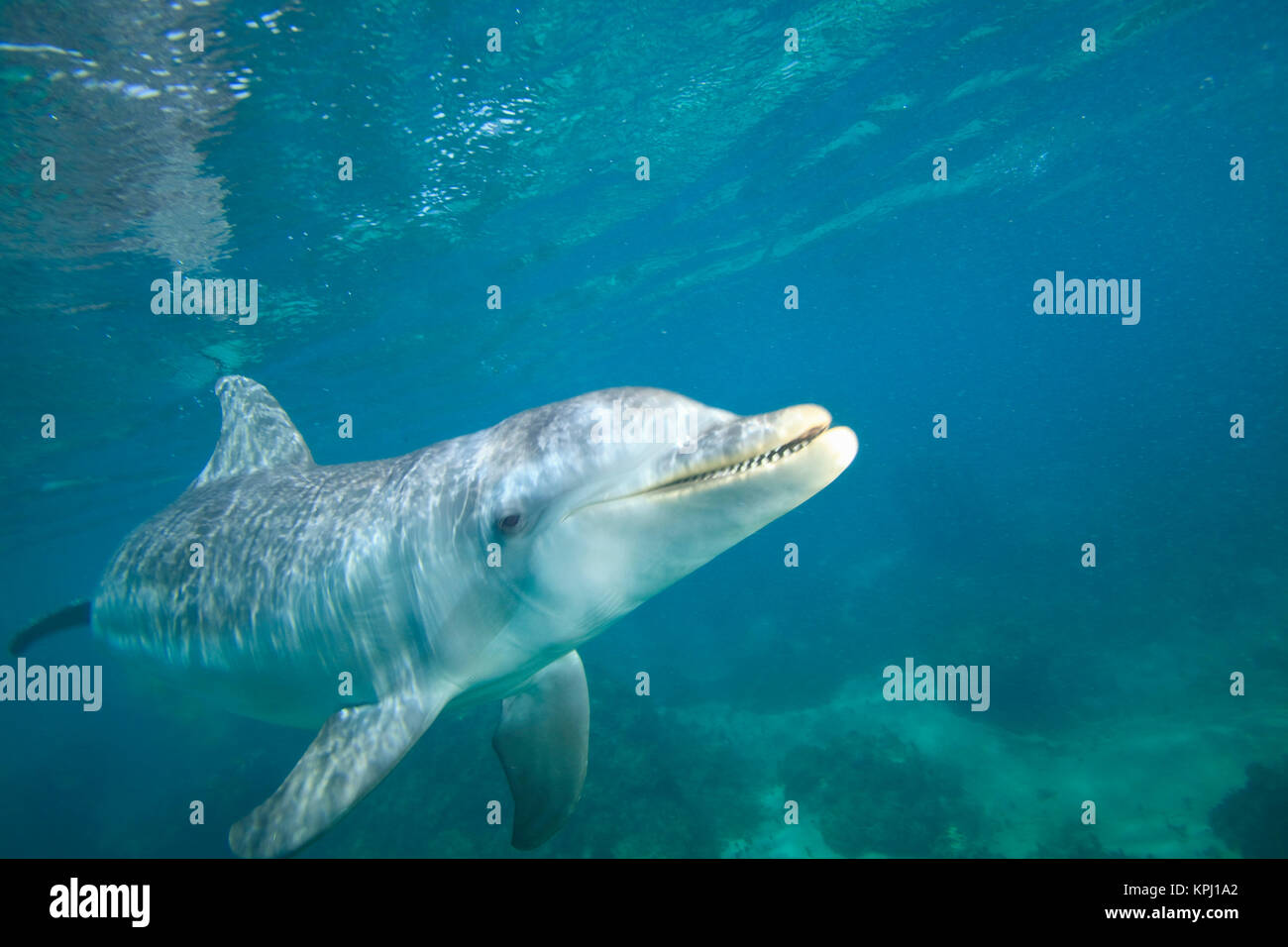 Il tursiope o delfino maggiore (Tursiops truncatus), Roatan, isole di Bay, Honduras Foto Stock