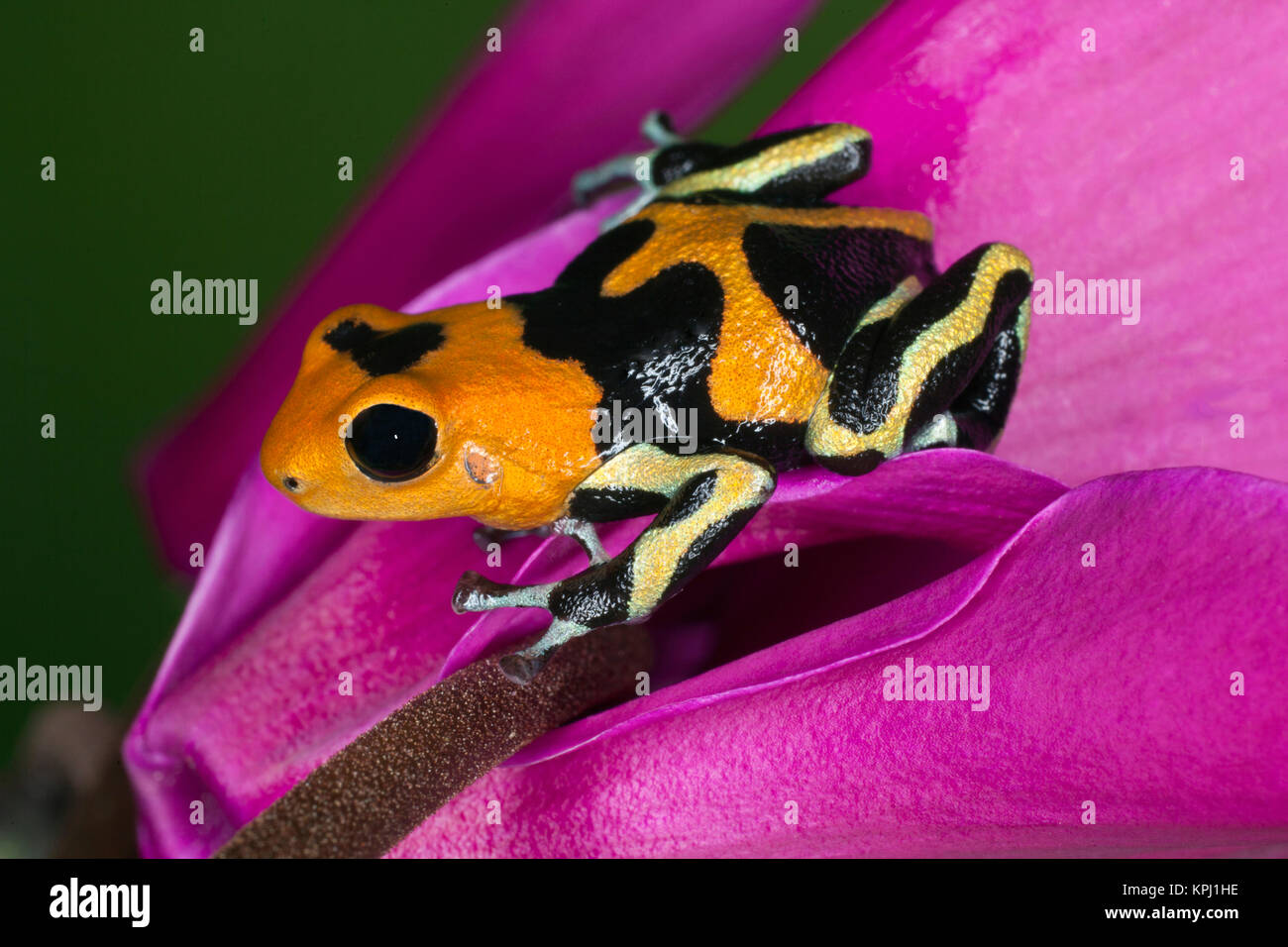 Imitatore Poison-Dart Frog (Ranitomeya imitatore, precedentemente Dendrobates imitatore), Perù Foto Stock