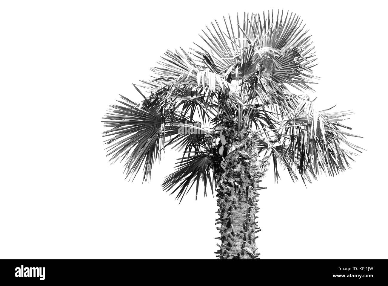 In Australia il ramo di palm nel cielo chiaro Foto Stock