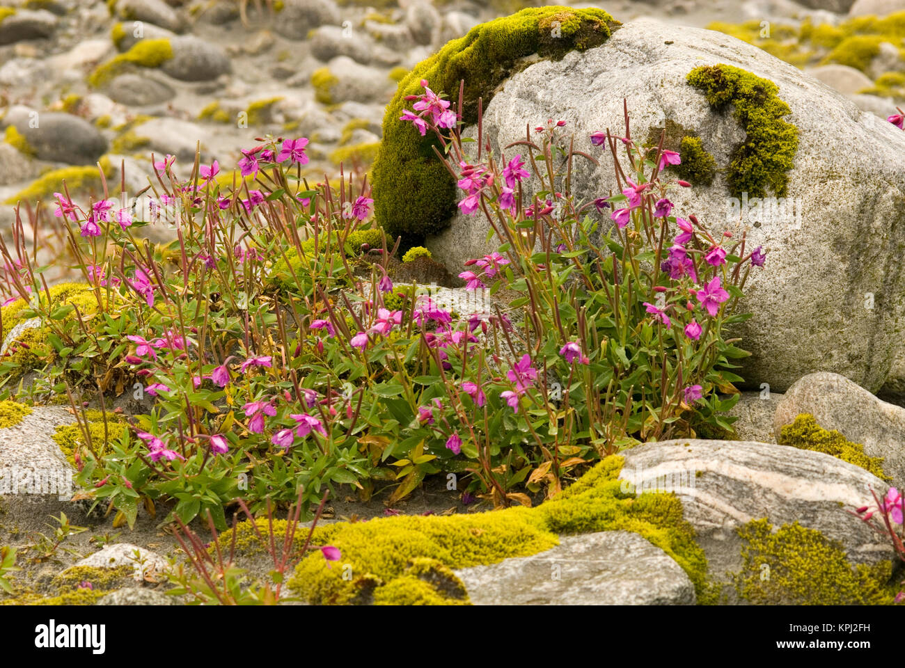 Nord America, USA, AK, all'interno del passaggio. Nana (Fireweed Epilobium latifolium) nel terminale morena del ghiacciaio di Baird. Noto anche come fiume bellezza, ampia leafed Willow Herb Foto Stock