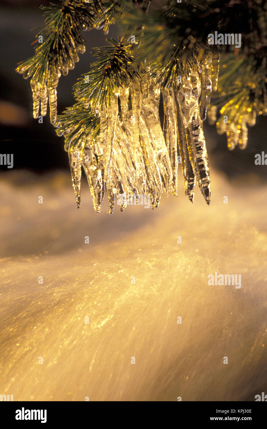 Stati Uniti, California, Lake Tahoe. Ghiaccioli su Eagle Creek presso sunrise Foto Stock