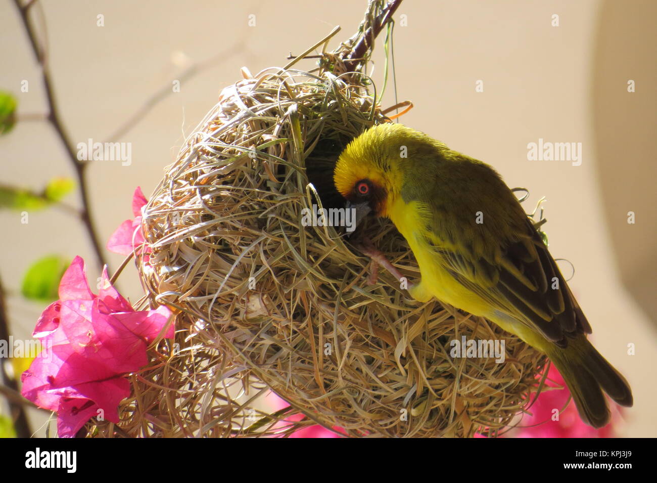 maschere uccello tessitore - ploceus velatus Foto Stock