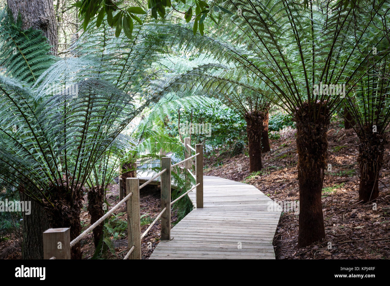 Passerella in legno tra le felci arboree (Dicksonia Antartide) nel giardino giungla a Heligan Cornwall. Foto Stock