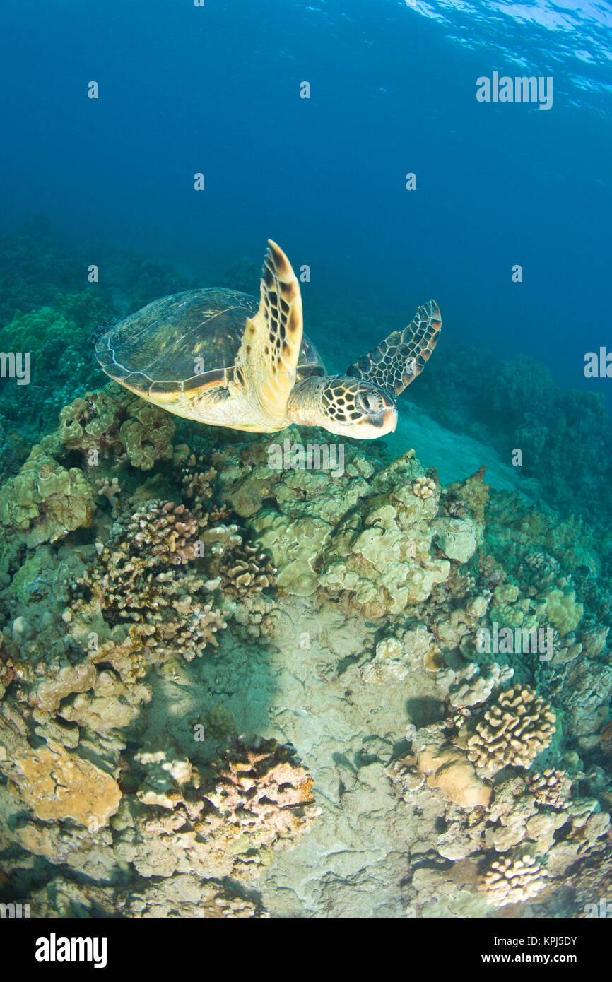 La tartaruga verde, (Chelonia Mydas), è il più grande disco a guscio di tartaruga di mare, tartaruga la stazione di pulizia vicino Makena State Park, a sud di Maui, Hawaii, STATI UNITI D'AMERICA Foto Stock