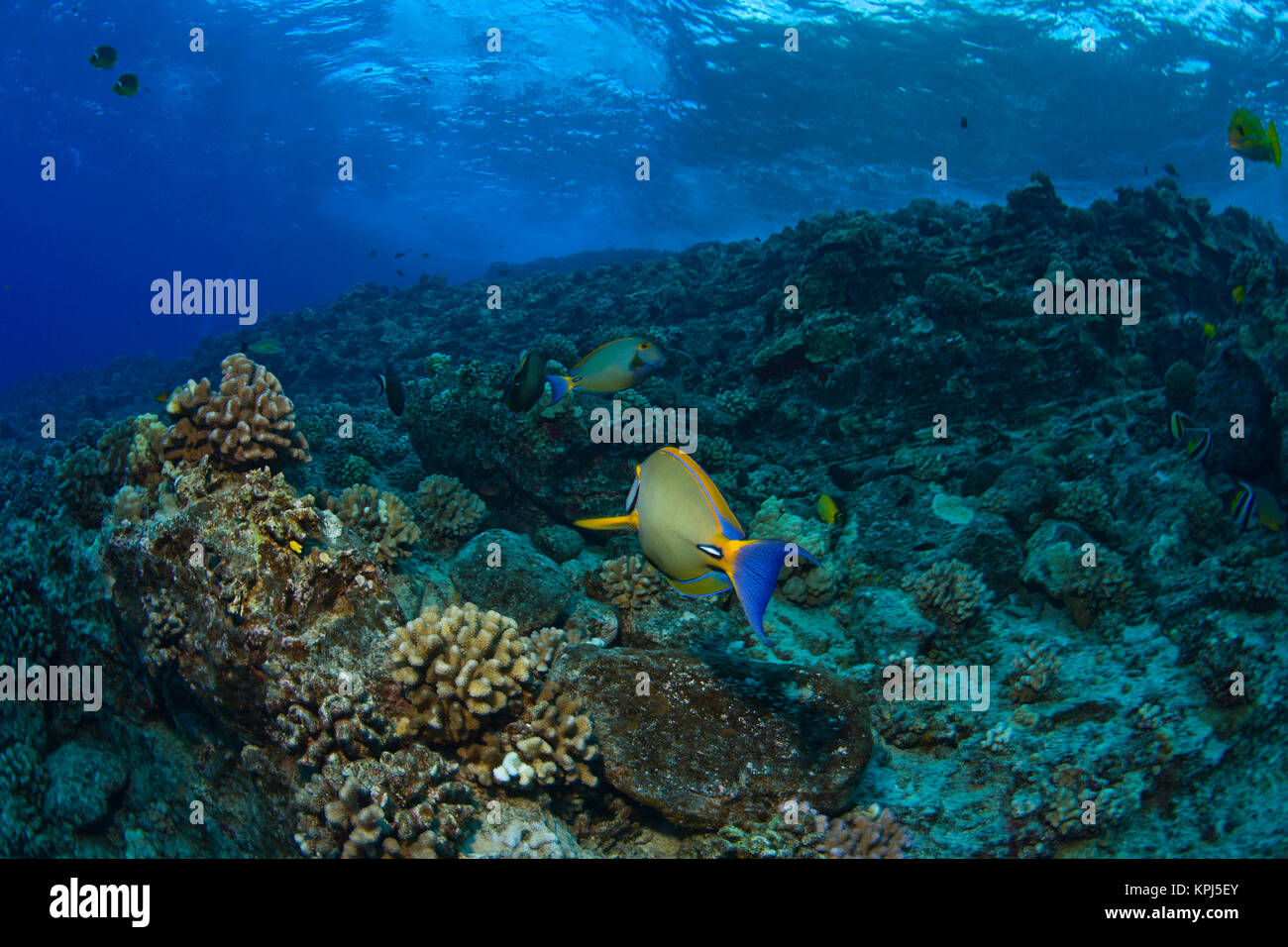 Molokini cratere (il santuario degli uccelli), a sud di Maui, Hawaii, STATI UNITI D'AMERICA Foto Stock