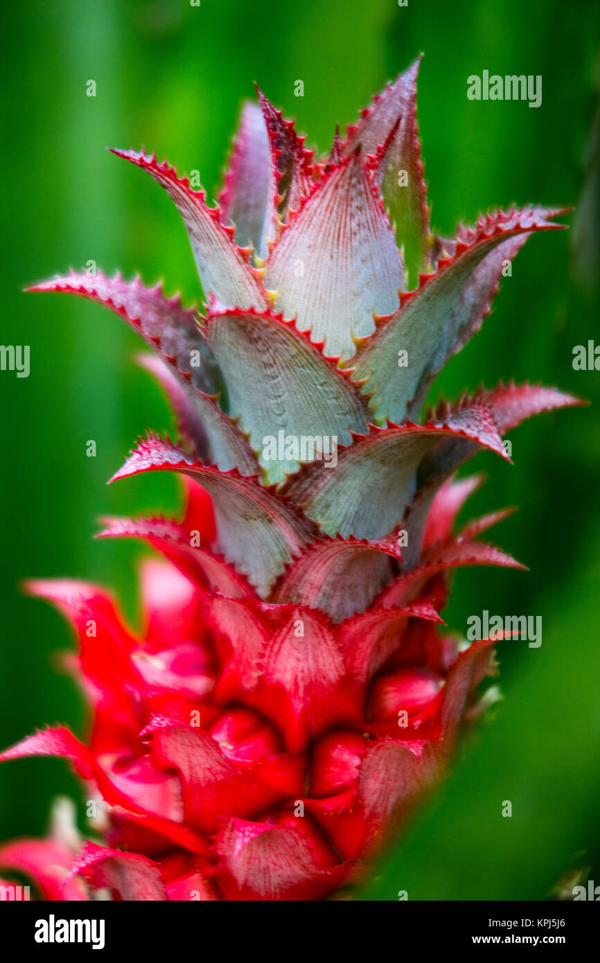 Stati Uniti d'America, Hawaii Maui, ananas bromeliad crescente nel lato del paese Foto Stock