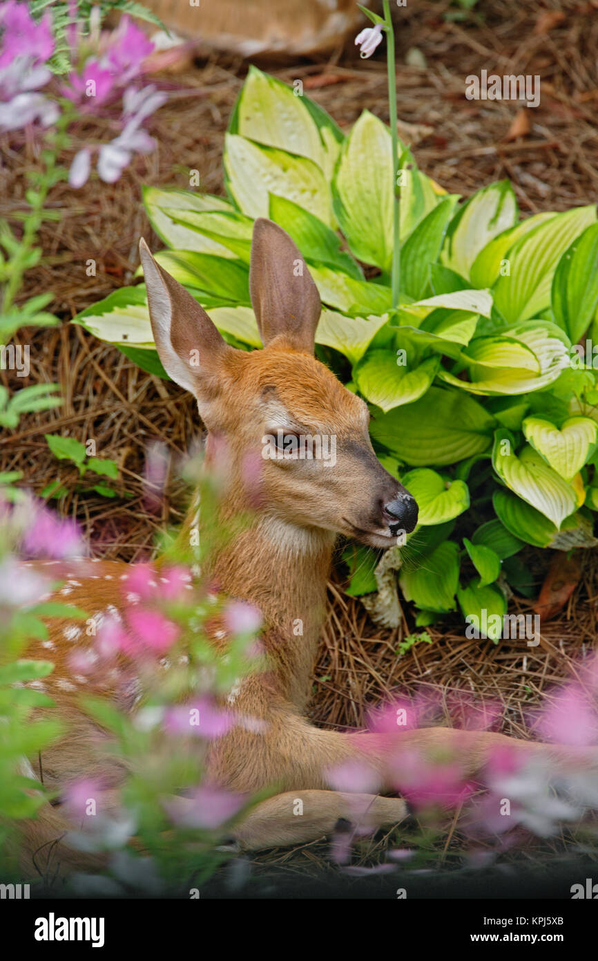 White-Tailed Deer Fawn nascondere nel cortile paesaggistico, Louisville, Kentucky Foto Stock