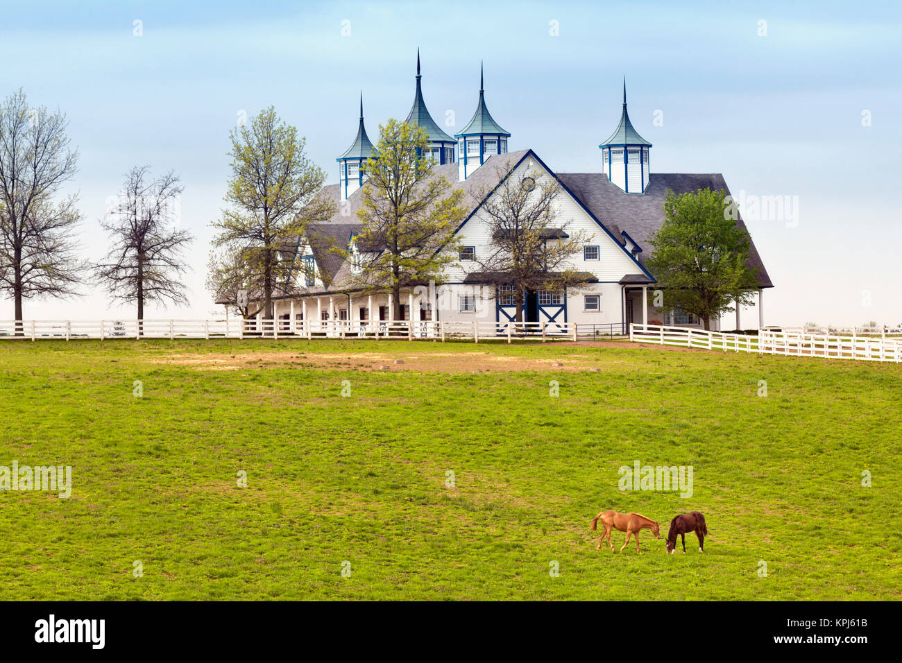 I cavalli purosangue pascolo, Manchester Horse Farm, Lexington, Kentucky Foto Stock