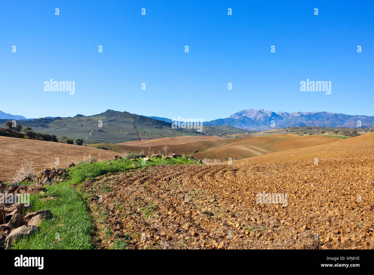 Arare i campi di seminativi e uliveti nel paesaggio ondulato in Andalusia Spagna con montagne sotto un cielo blu Foto Stock
