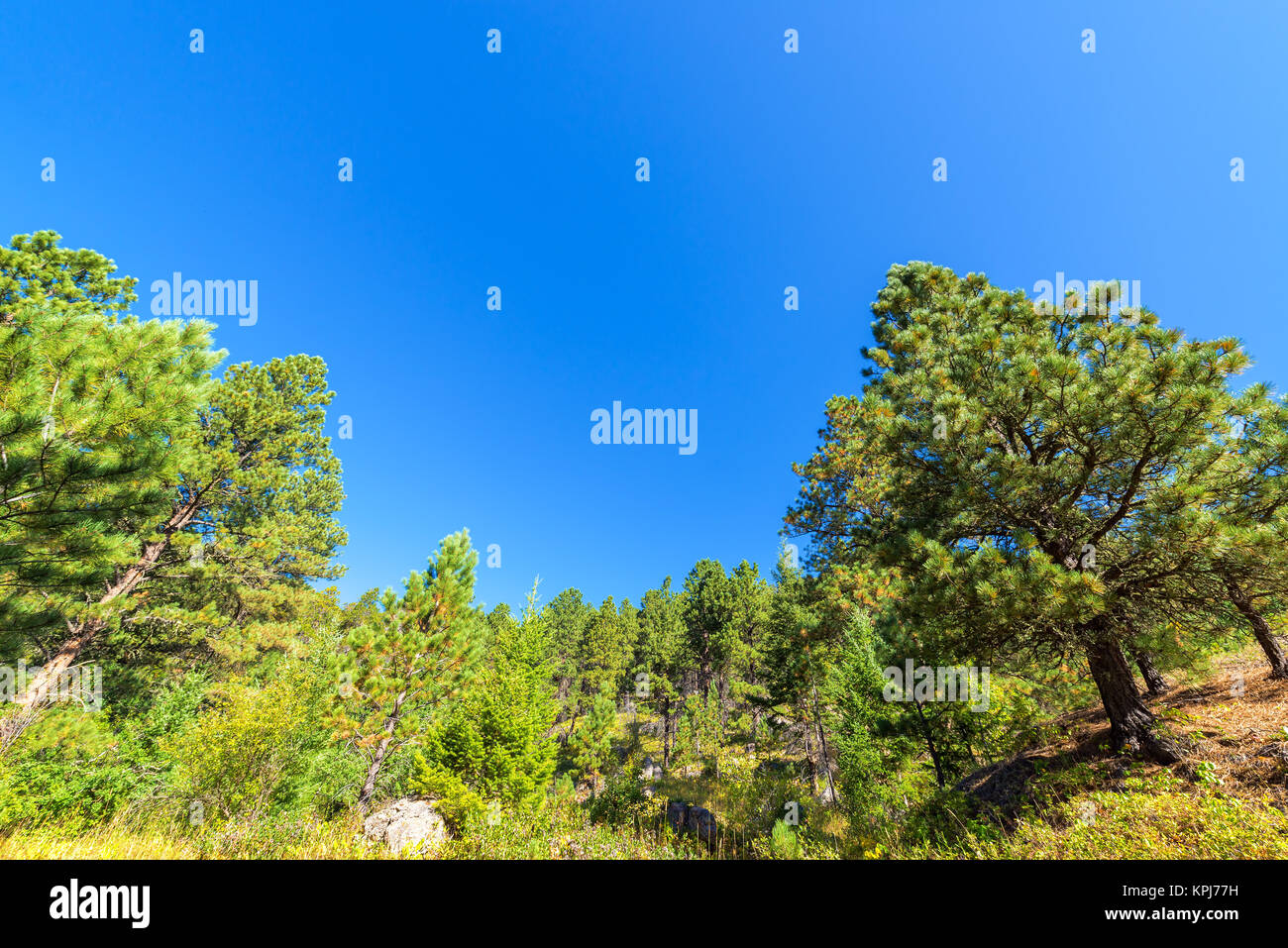 Lussureggiante foresta verde Foto Stock