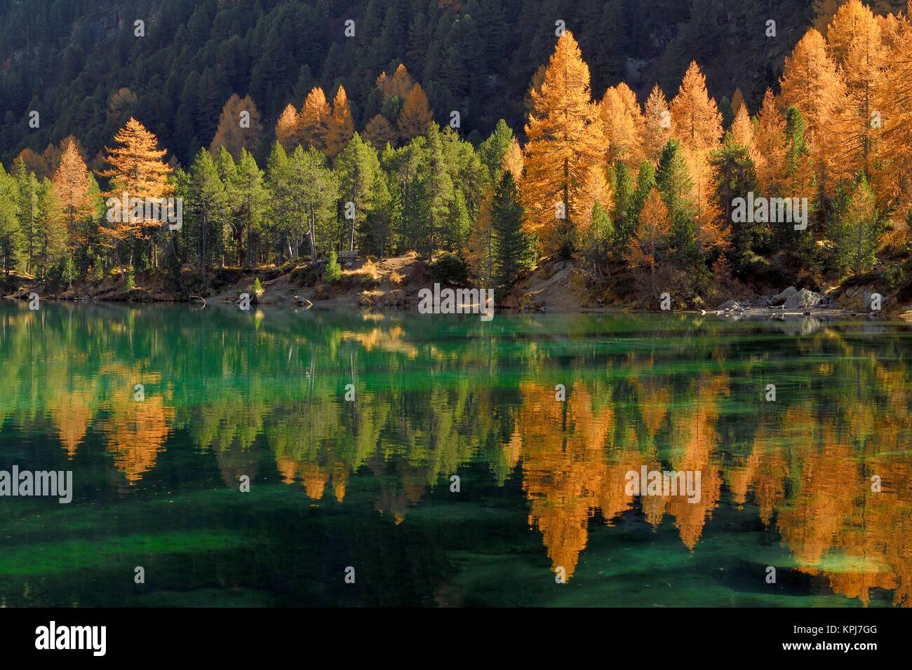 I larici nel colore di autunno riflettere nel lago di Palpuogna, Lei da Palpuogna, Albulapass, Canton Grigioni, Svizzera Foto Stock