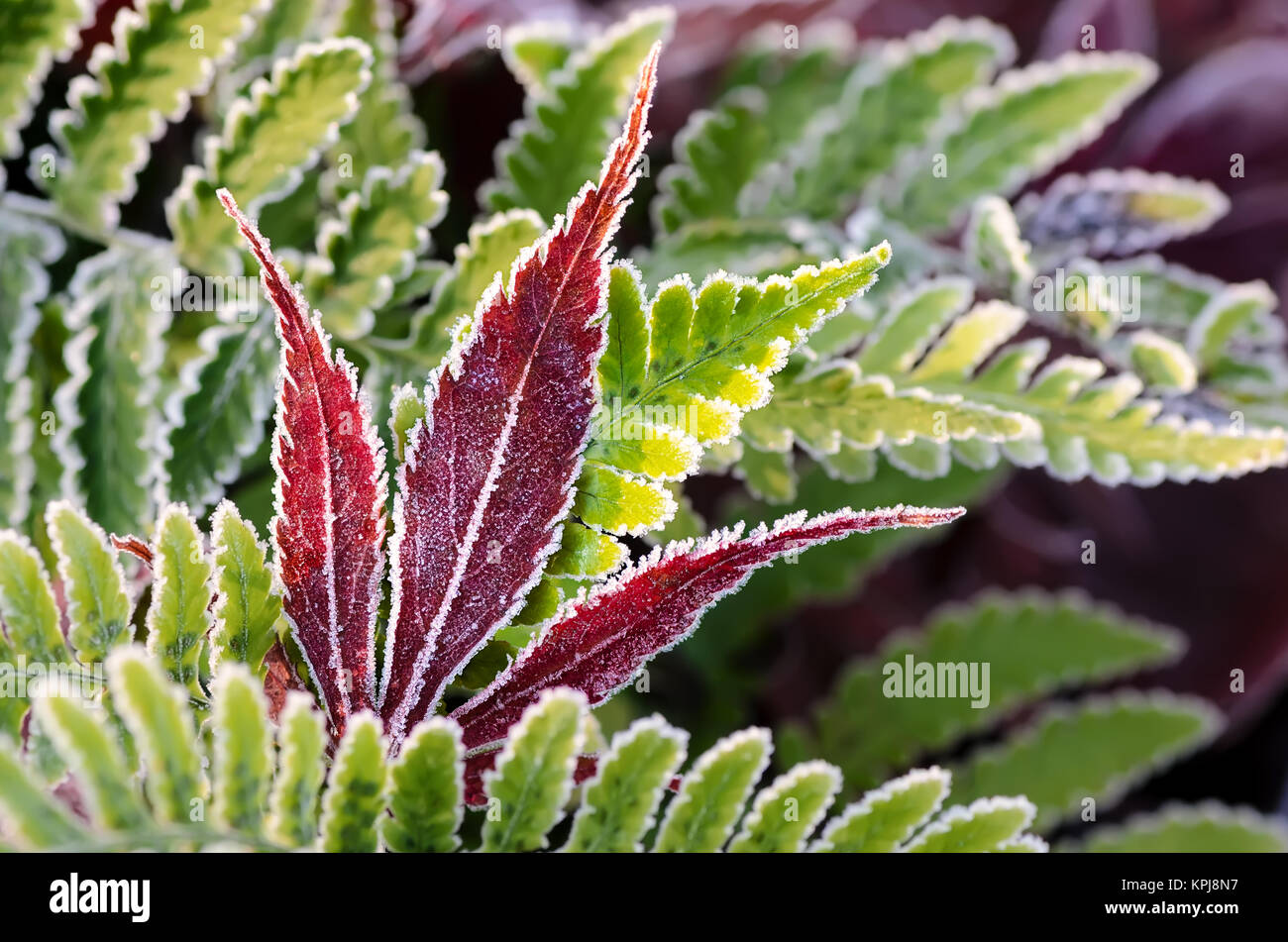 Ghiacciata su una foglia rossa di acero giapponese con foglie di felce verdi in una fredda mattina ghiacciata, Germania. Foto Stock