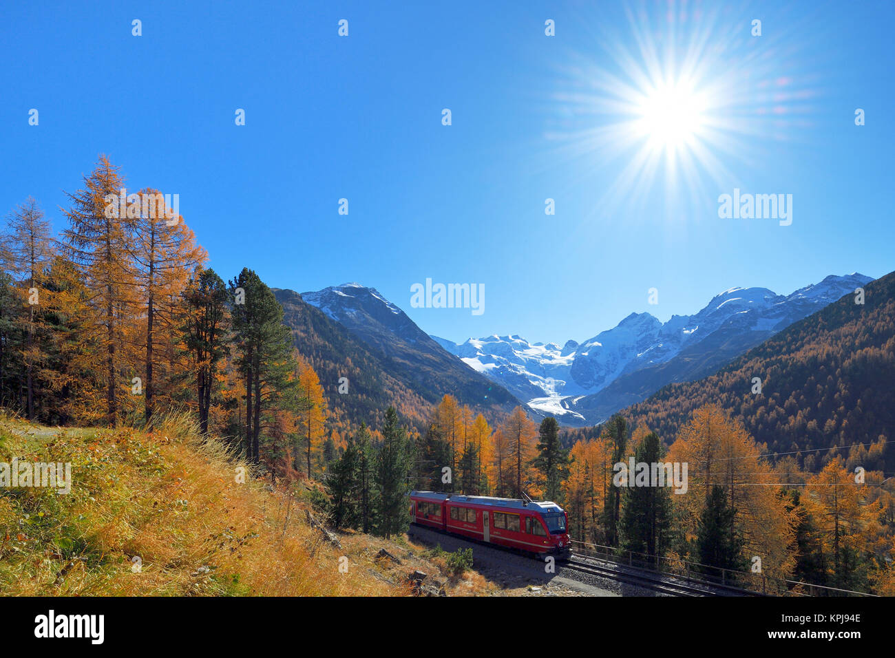 Bernina Express viene eseguito attraverso il bosco di larici in autunno, alle spalle di Morteratsch ghiacciaio, Canton Grigioni, Svizzera Foto Stock