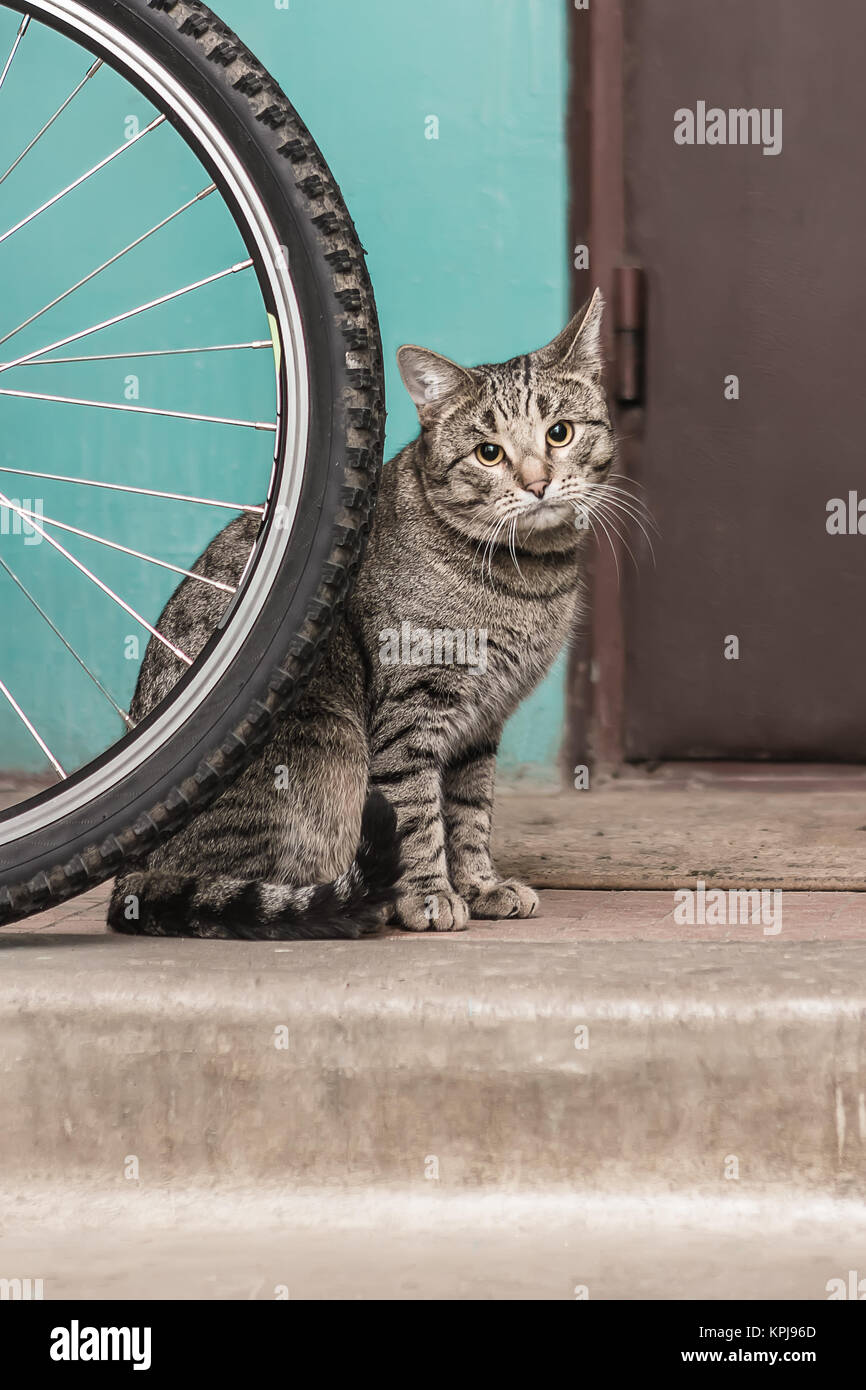 Grigio tabby gatto abbandonati Foto Stock