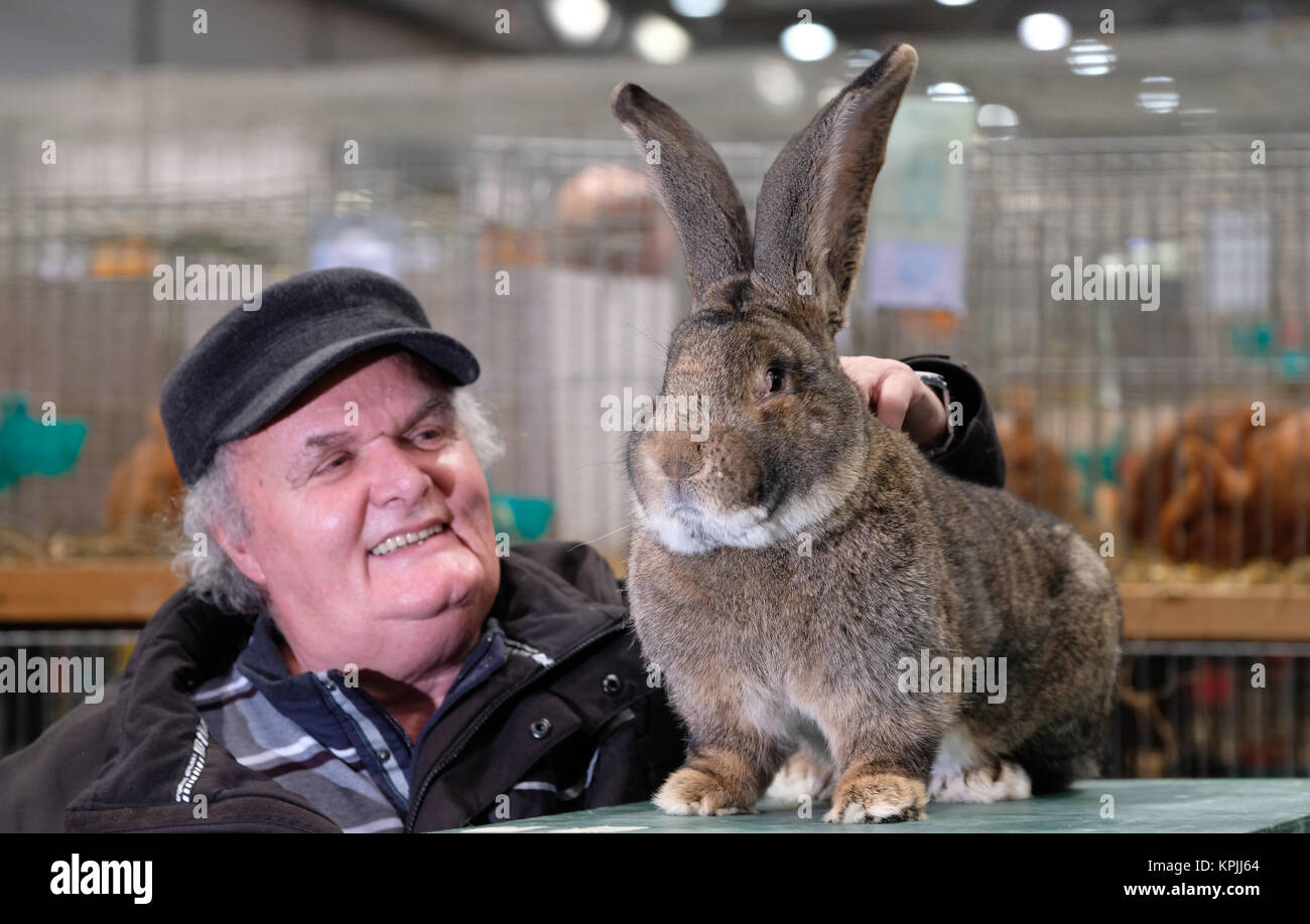 Leipzig, Germania. Xvi Dec, 2017. Costitutore Detlef Walther da Dresda presenta un coniglio di gara "Gigante fiammingo coniglio' presso la Fiera di Lipsia, Germania, 16 dicembre 2017. Più di 26.000 conigli sono in mostra presso la xxxiii coniglio tedesco mostrano il 16 e 17 dicembre 2017. La Sassonia è una roccaforte in materia di allevamento di coniglio con alcuni allevatori di 7500 e 461 associazioni. 1880 il primo tedesco allevamento di coniglio di associazione è stata fondata a Chemnitz. Credito: Sebastian Willnow/dpa-Zentralbild/dpa/Alamy Live News Foto Stock