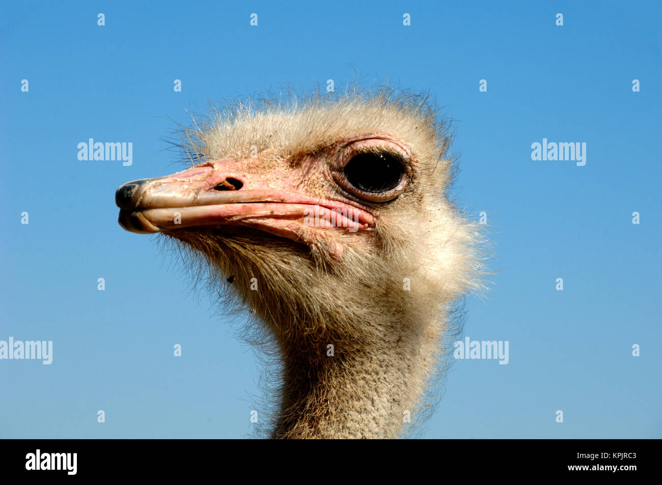 Ritratto di struzzo maschio o comune, struzzo Struthio camelus Foto Stock