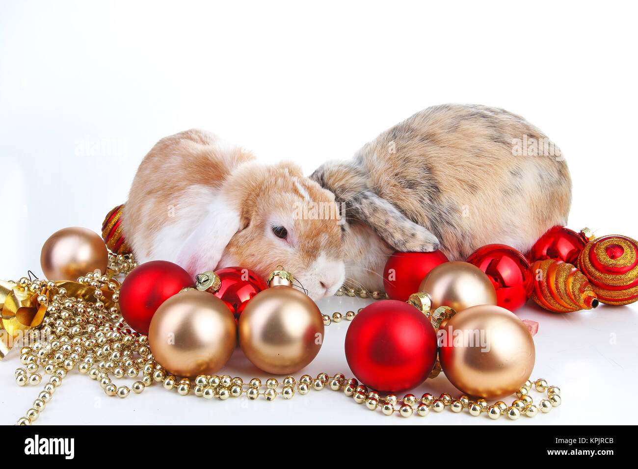 Animali di natale. Pet di coniglio nano lop olandese wo colorato di arancione bunny i conigli di celebrare il Natale con oro rosso Pallina natale ornamenti sulla isolato Foto Stock