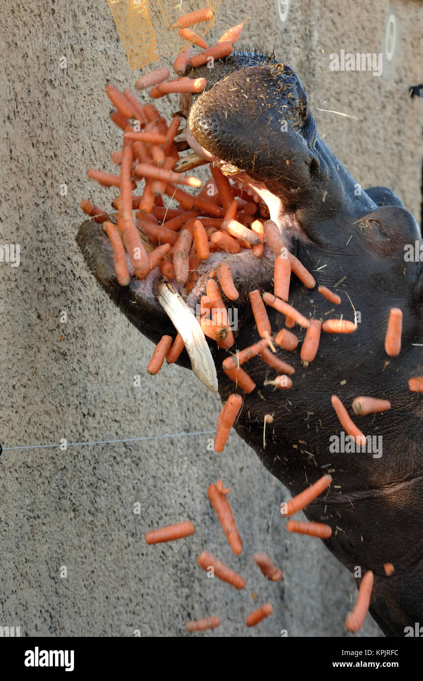 Captive ippopotamo o Hippopotamus amphibius con bocca aperta essendo alimentato e mangiare le carote Foto Stock