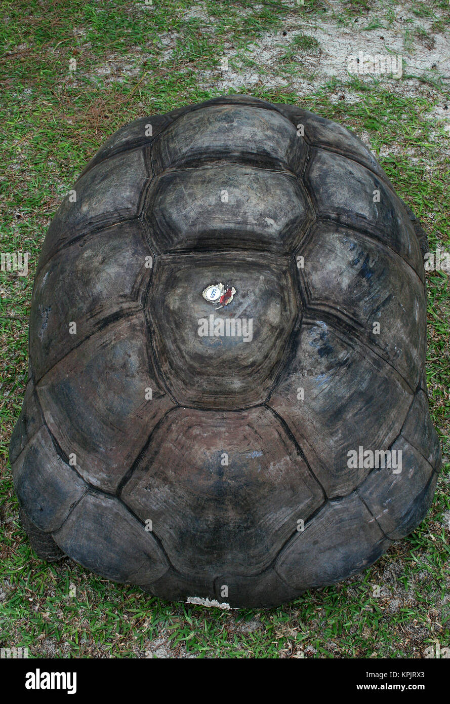 Tartaruga gigante di Aldabra (Aldabrachelys gigantea), Isola Curieuse, Seychelles. Foto Stock