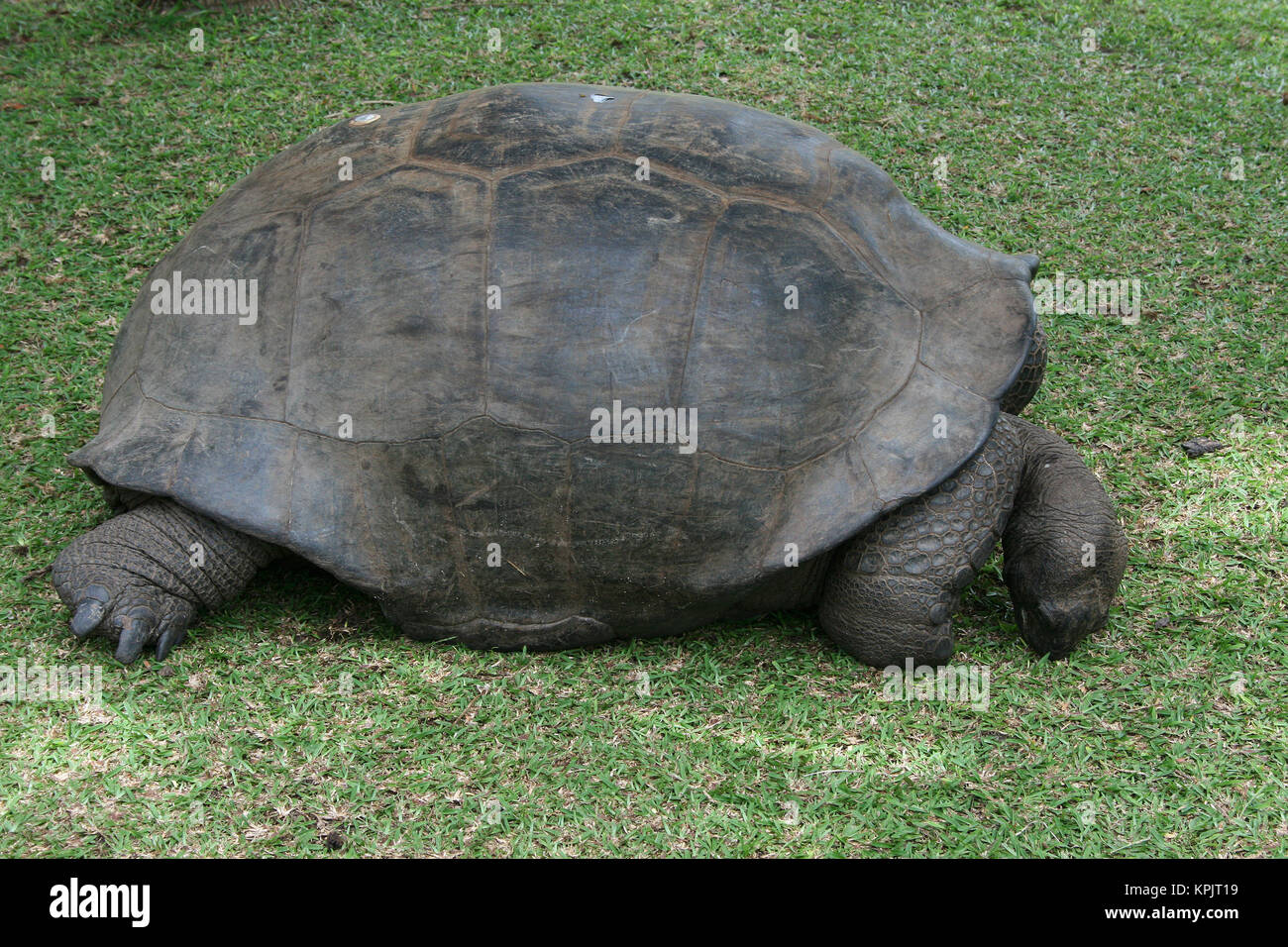Tartaruga gigante di Aldabra (Aldabrachelys gigantea), Isola Curieuse, Seychelles. Foto Stock