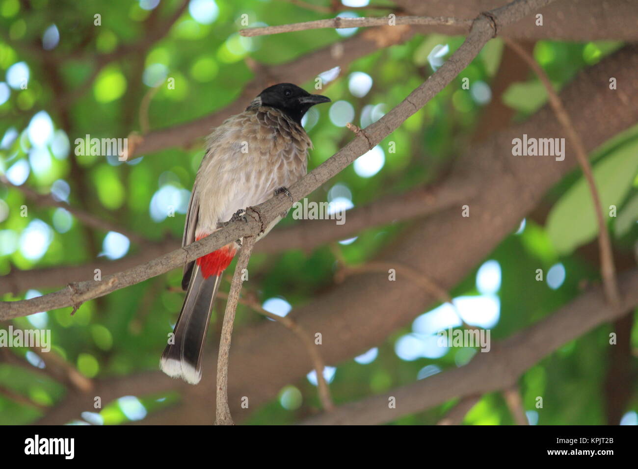 Gli uccelli è un bello animale al mondo. Foto degli uccelli. Foto Stock