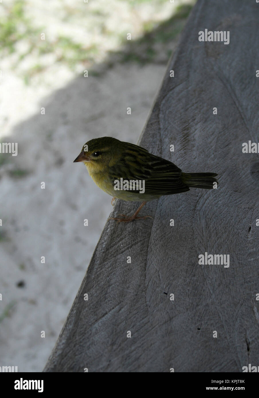 Seychelles fody (Foudia Sechellarum), Isola Curieuse, Seychelles. Foto Stock