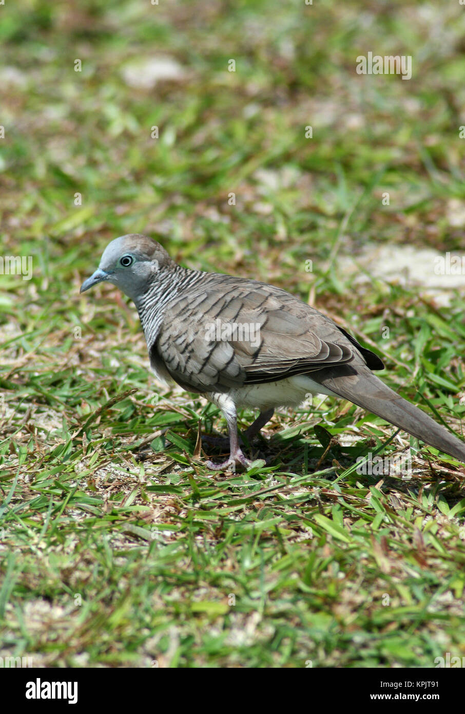 Zebra Colomba (Geopelia striata) noto anche come banditi colomba di massa, Isola Curieuse, Seychelles. Foto Stock