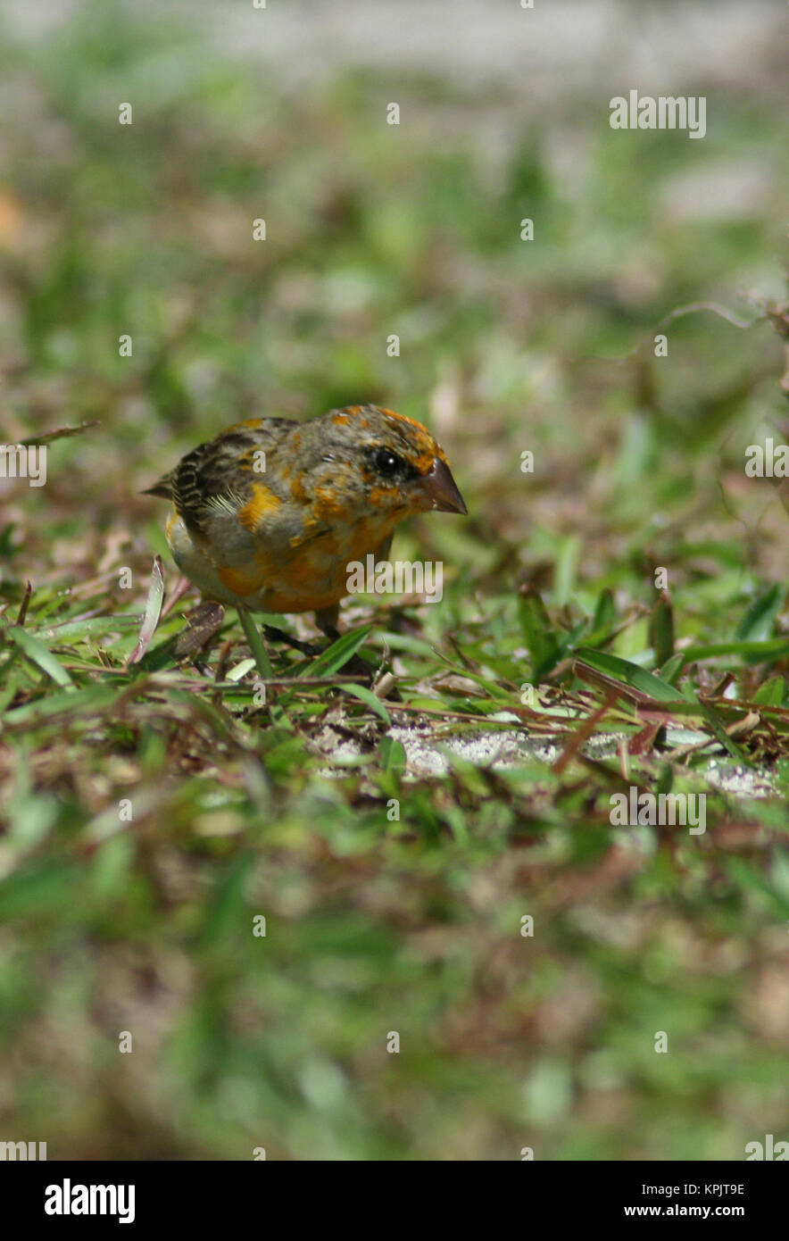 Seychelles fody (Foudia Sechellarum), Isola Curieuse, Seychelles. Foto Stock