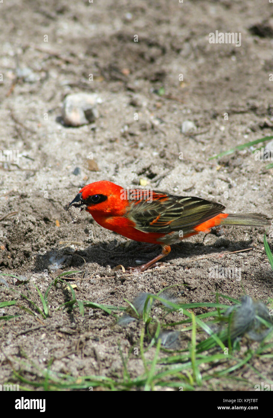 Rosso cardinale fody (Foudia madagascariensis) in piedi sul suolo, Curieuse Island, Seicelle. Foto Stock
