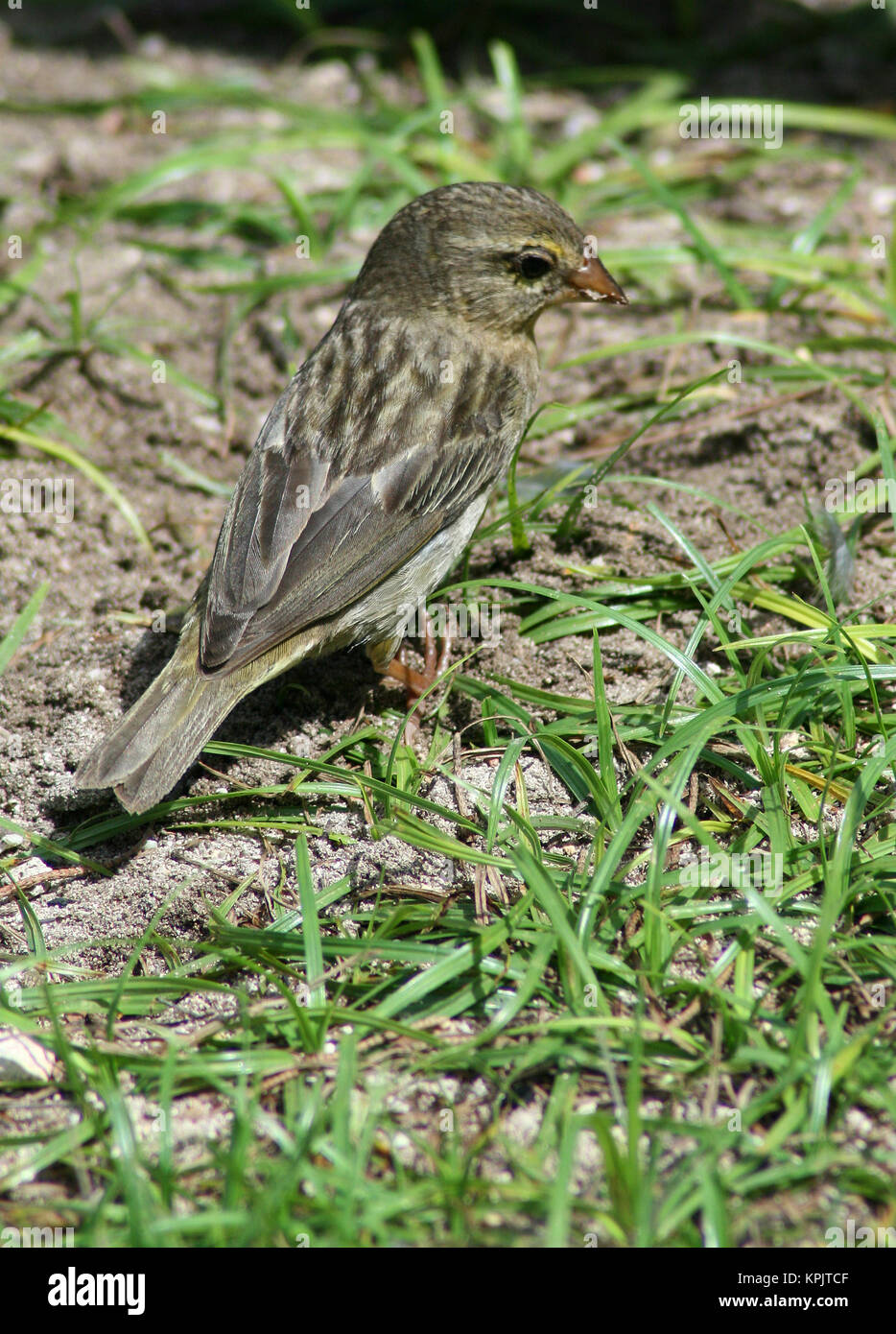 Seychelles fody (Foudia Sechellarum), Isola Curieuse, Seychelles. Foto Stock