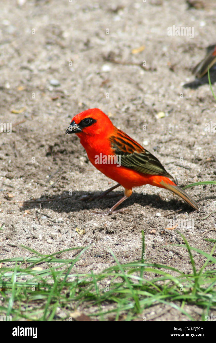 Rosso cardinale fody (Foudia madagascariensis) in piedi sul suolo, Curieuse Island, Seicelle. Foto Stock