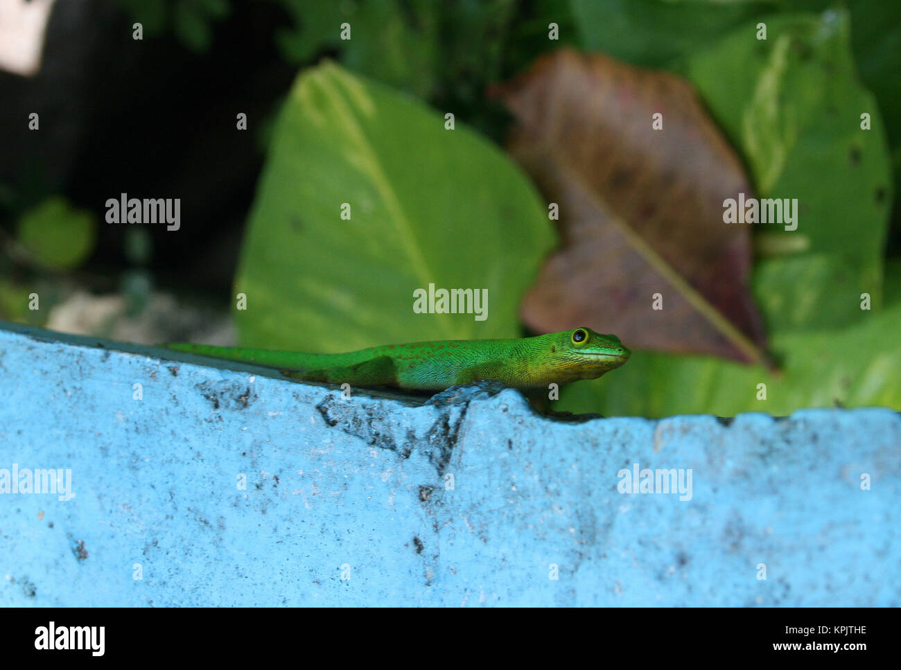 La Digue giorno geco Phelsuma sundbergi, permanente sulla parete dipinta, La Digue Island, Seicelle Foto Stock