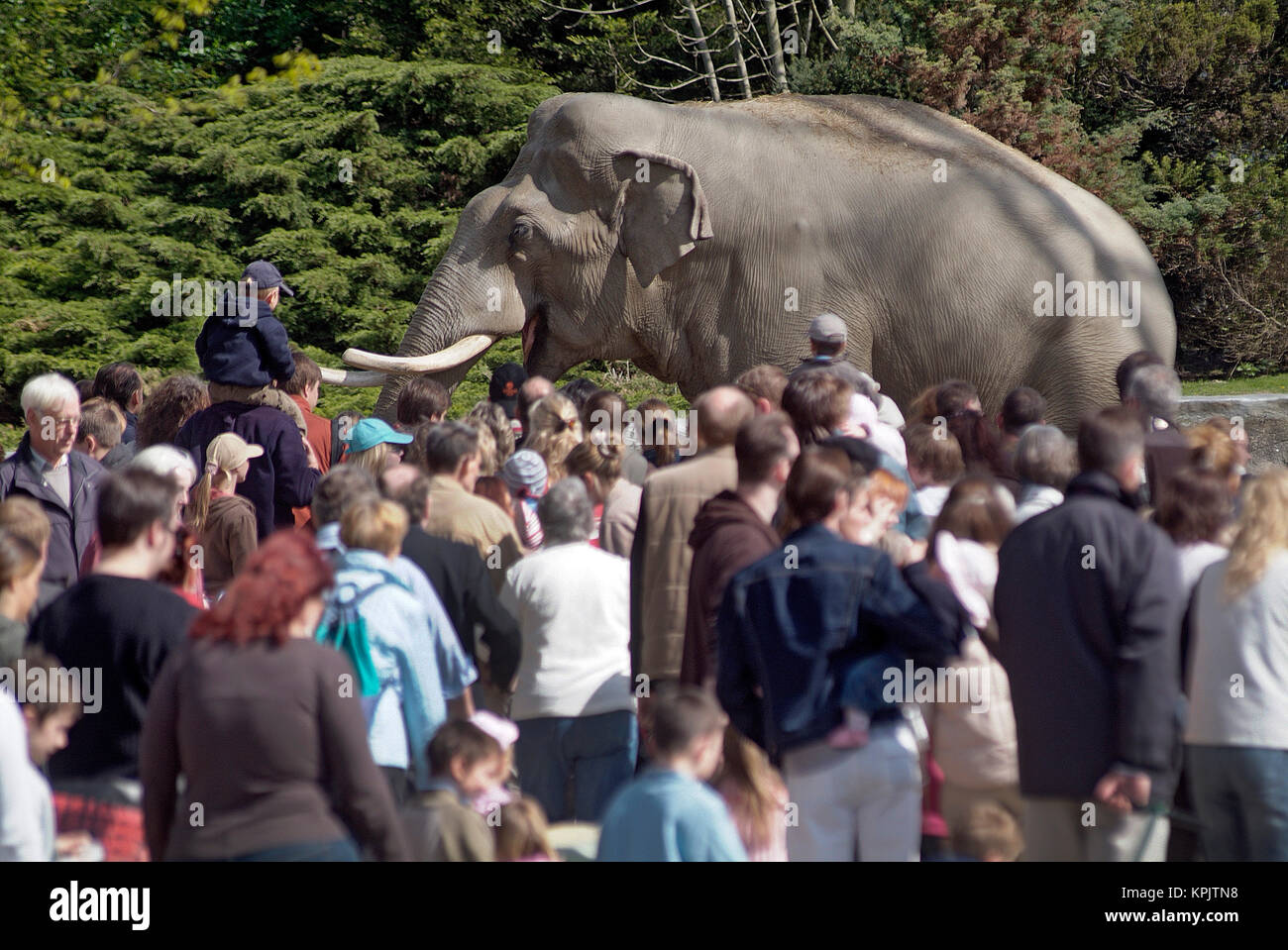 Zoo di Hagenbeck, molti visitatori arrivano in buone condizioni meteorologiche nell'elefante enclosure. Foto Stock