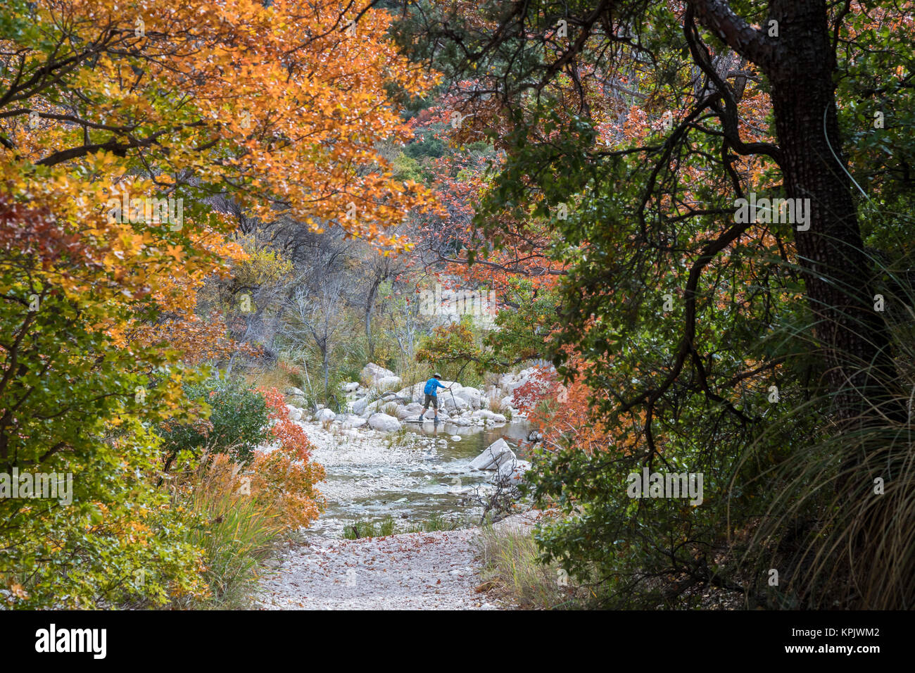 Parco Nazionale delle Montagne Guadalupe, Texas - un autunno escursionista in canyon McKittrick. Foto Stock