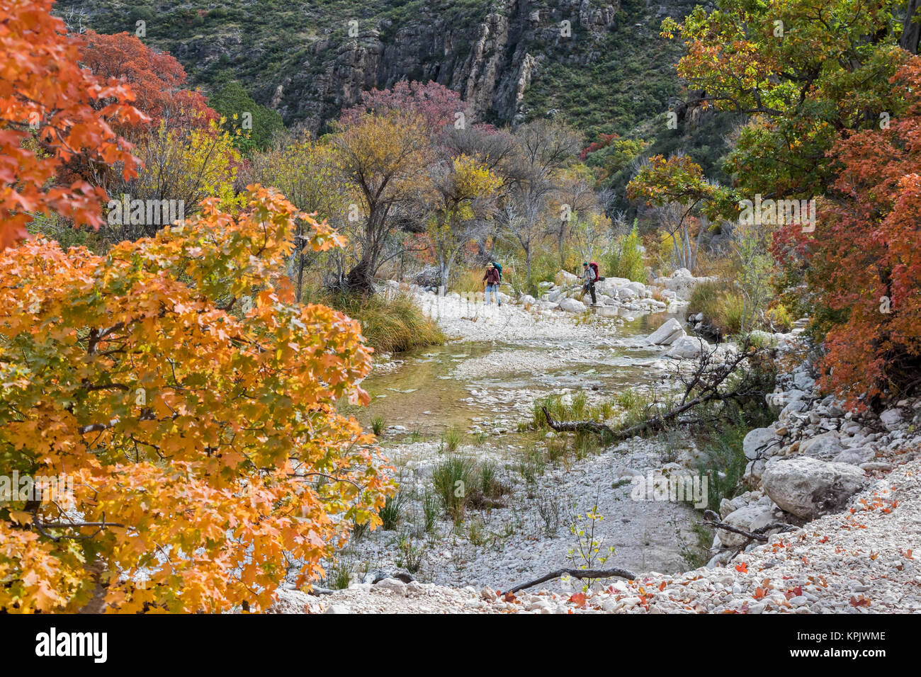 Parco Nazionale delle Montagne Guadalupe, Texas - autunno gli escursionisti in canyon McKittrick. Foto Stock