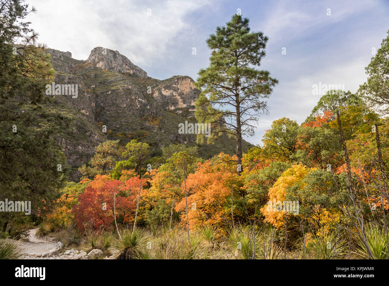 Parco Nazionale delle Montagne Guadalupe, Texas - i colori dell'Autunno nel canyon McKittrick.a Foto Stock