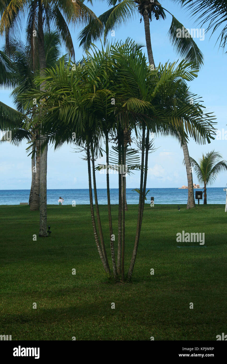Palme lungo Paradise Sun Hotel prato vicino alla spiaggia, l'Isola di Praslin, Seychelles. Foto Stock
