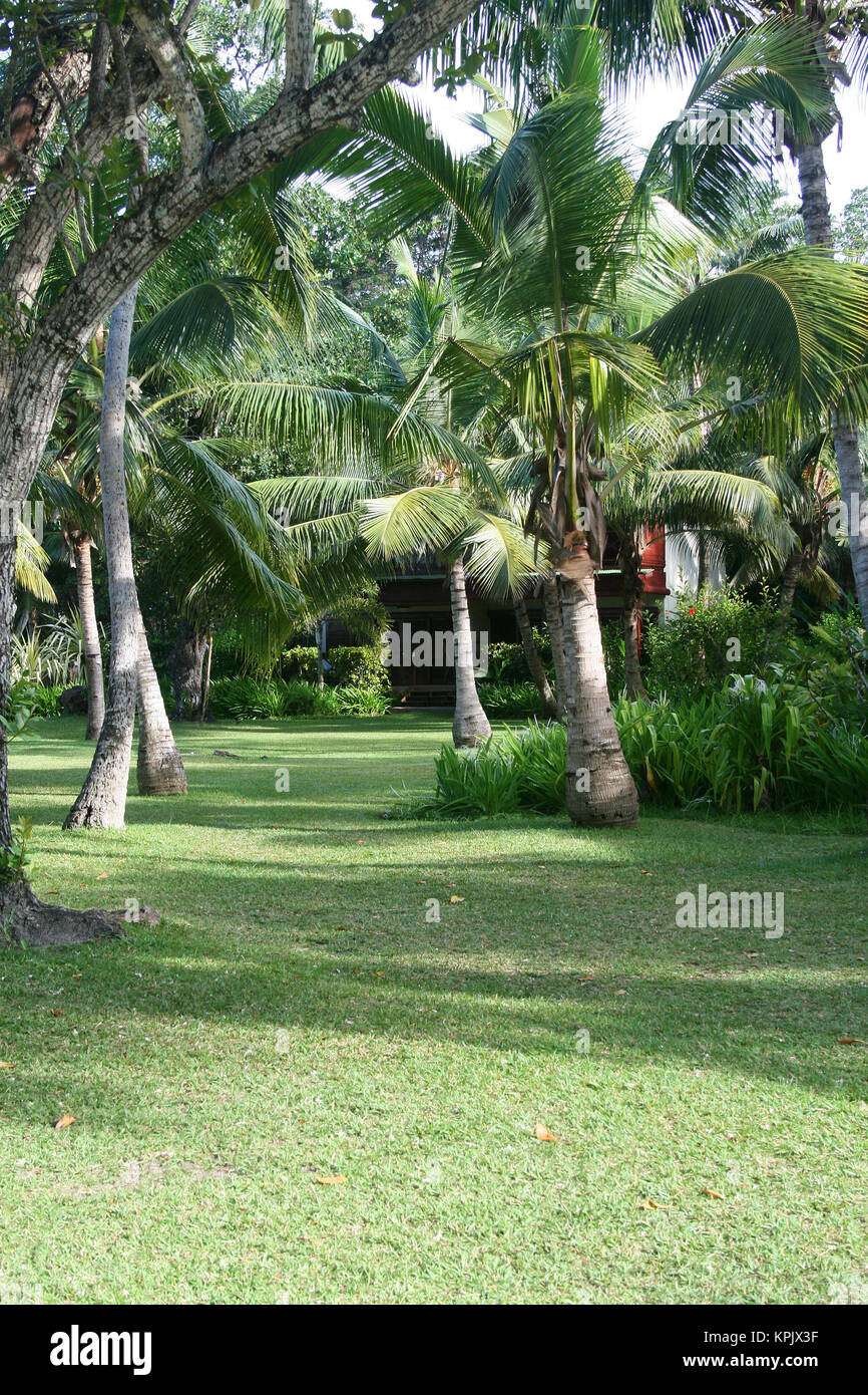 Palme lungo Paradise Sun Hotel Prato, Isola di Praslin, Seychelles. Foto Stock