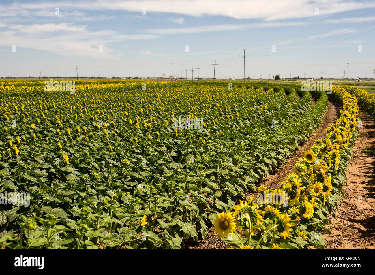 Girasoli nani coltivato per granella con TALLER righe impollinatori; Foto Stock